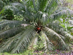 Elaeis oleifera