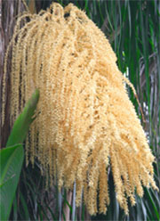 palm bloom