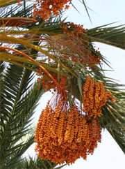 palm fruits