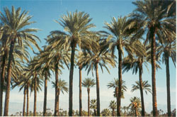 דקל תמר מצוי