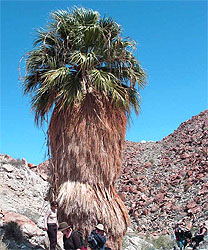 Washingtonia filifera