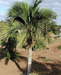 Howea belmoreana